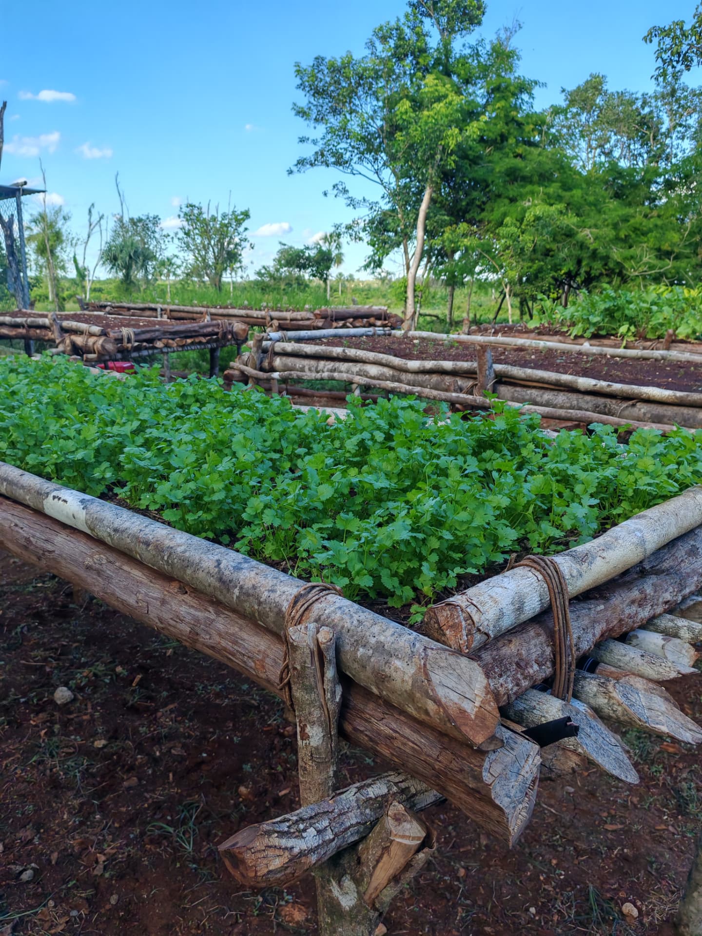 Camas de cultivo de madera con cilantro recién crecido