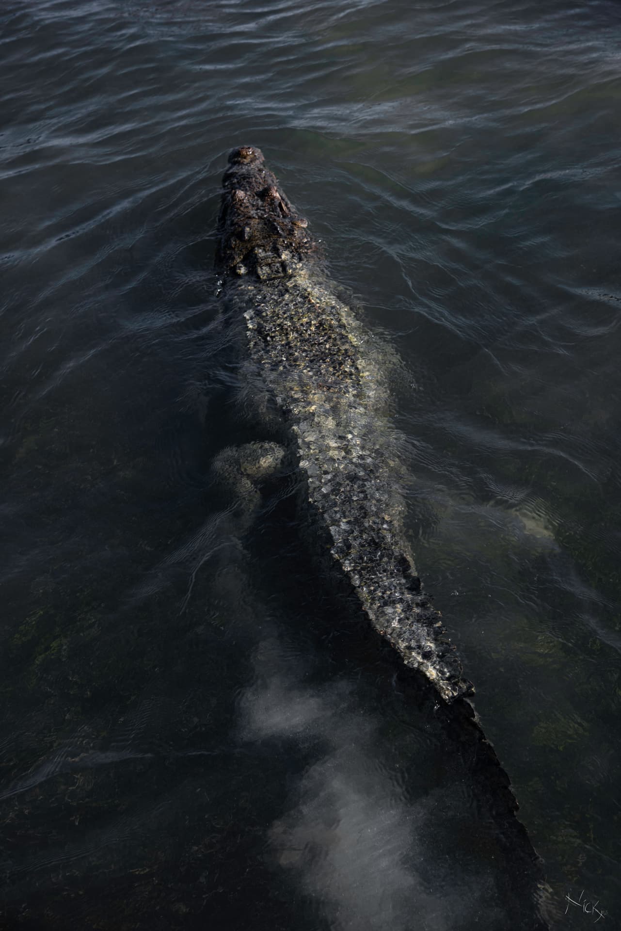 Cocodrilo nadando en el agua oscura de la ría