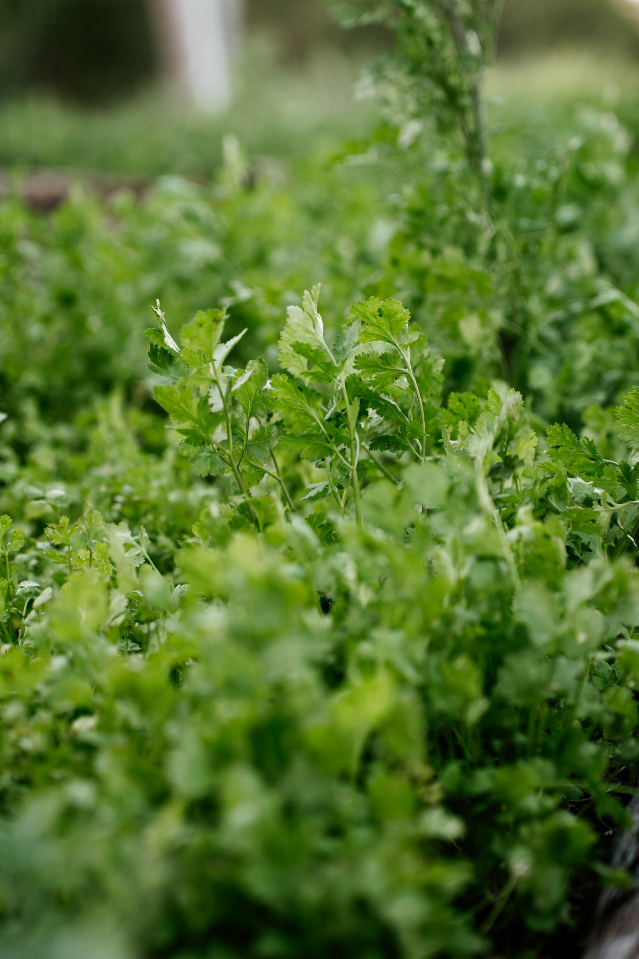 Cilantro creciendo en las camas del huerto