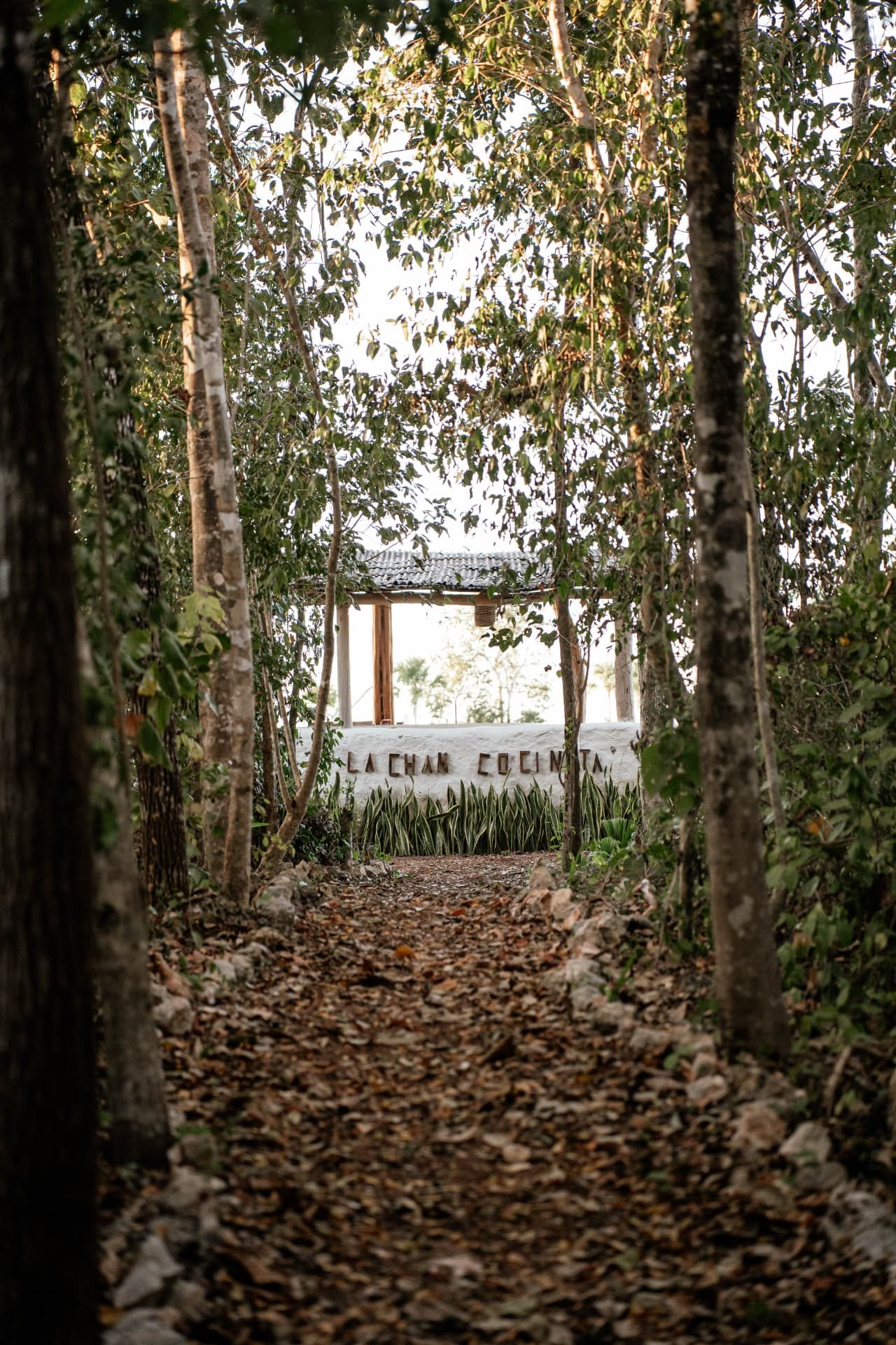 Sendero de hojas entre árboles que lleva al muro de cal con el letrero de La Chan Cocinita