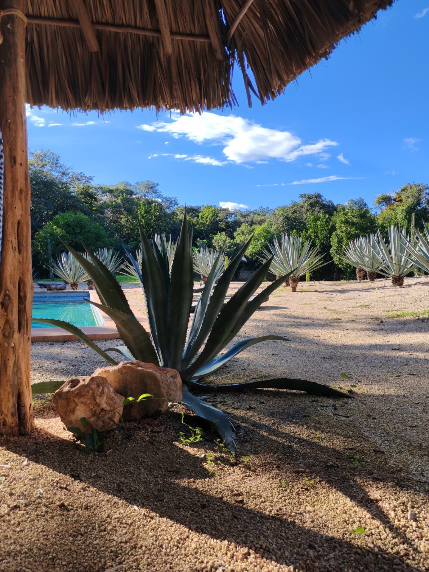 Agave y alberca vistos desde la sombra de la palapa