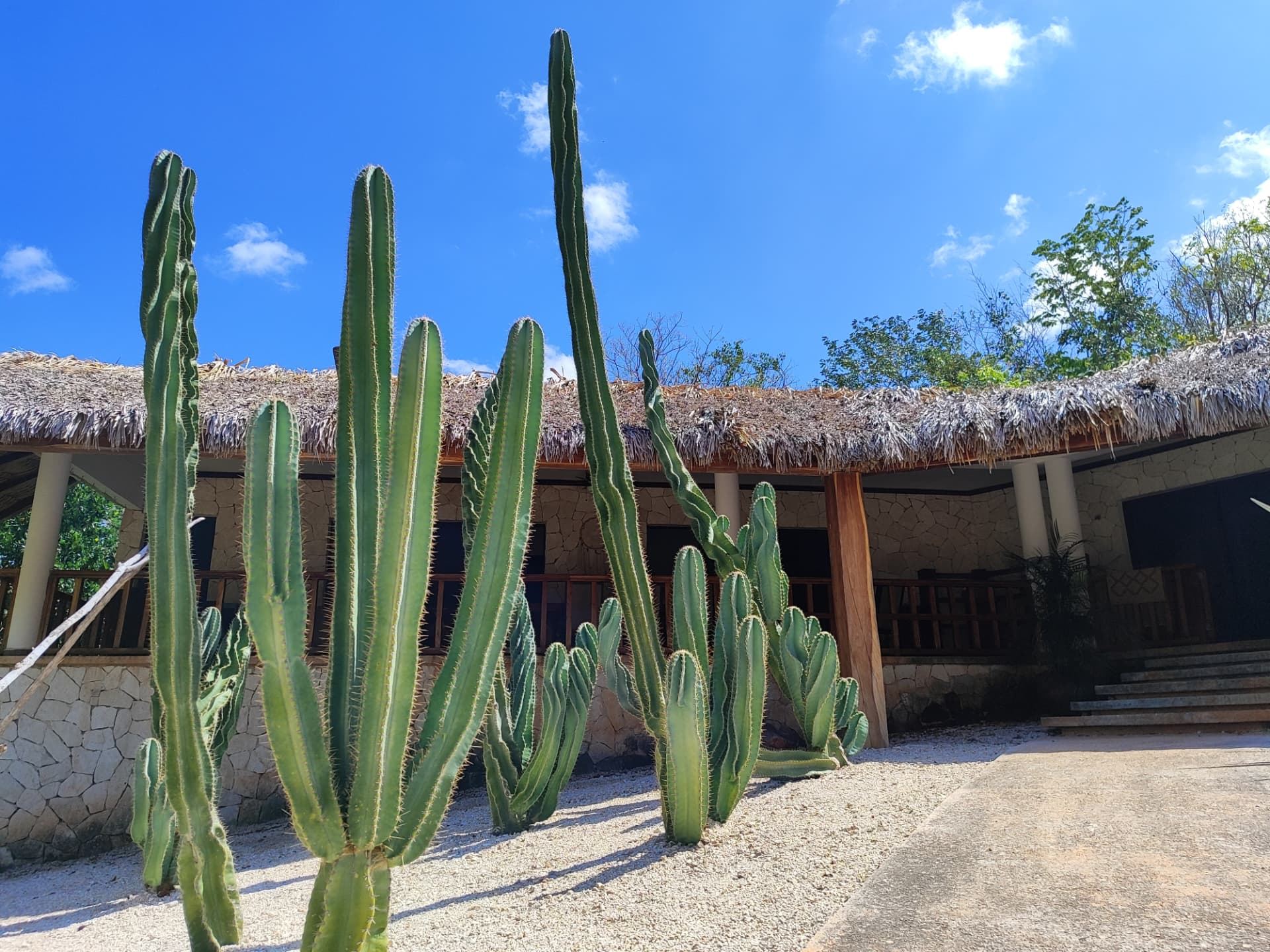 Fachada de piedra y palma detrás de un grupo de cactus