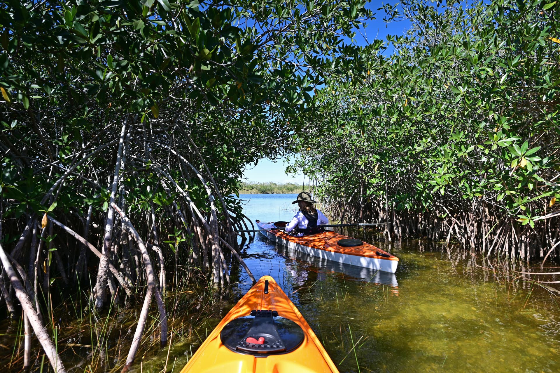 Kayaks cruzando un canal cerrado de manglar