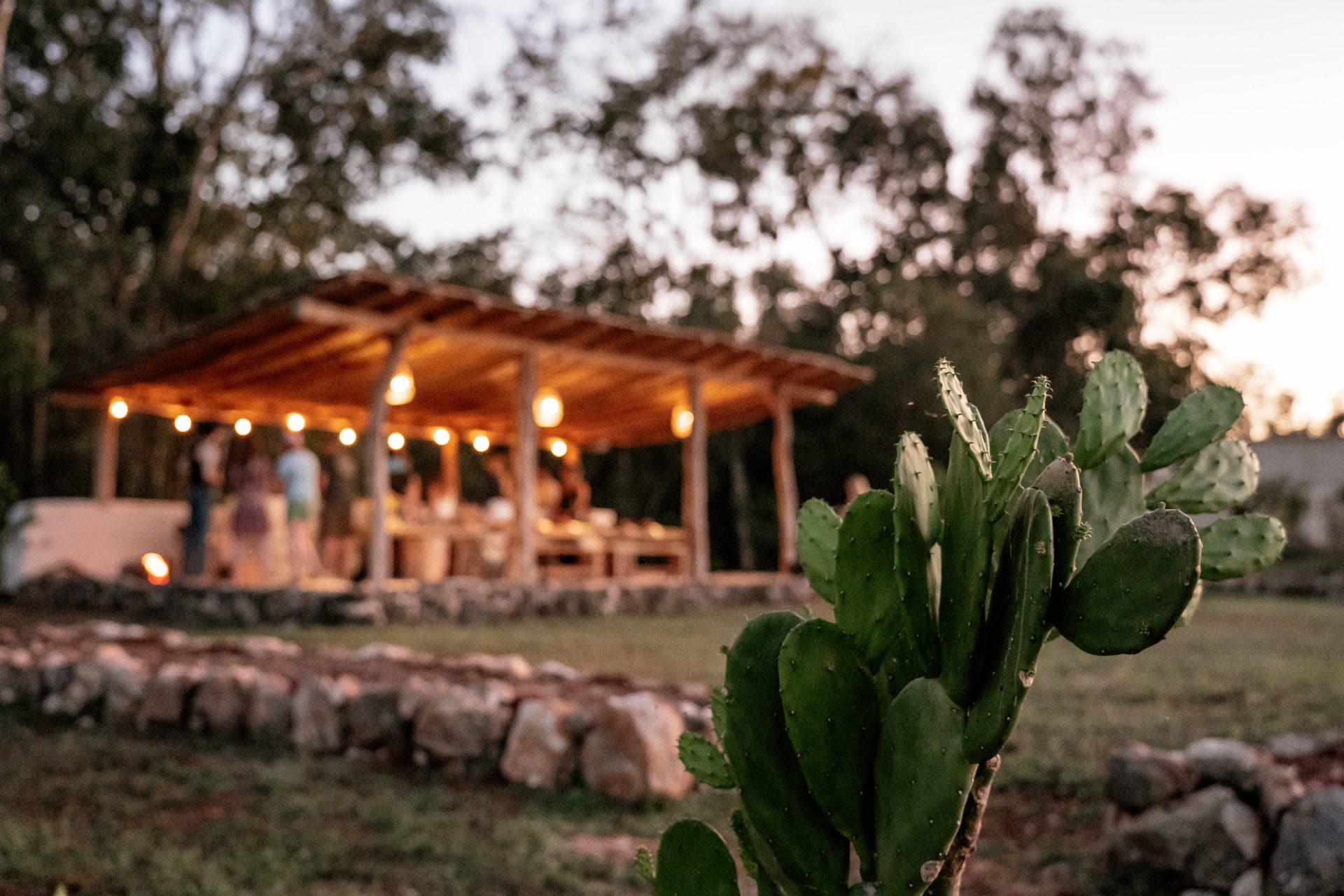 La palapa iluminada al fondo, vista detrás de un nopal en el jardín