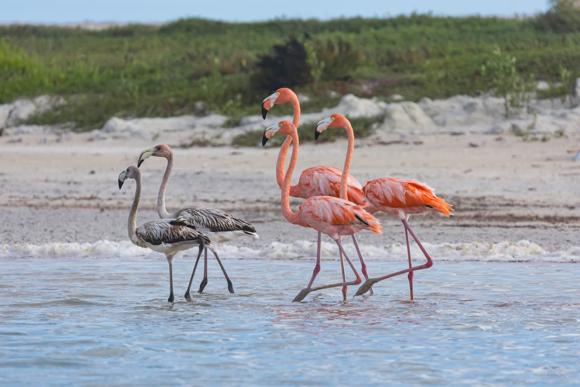Flamencos caminando en la orilla de la ría